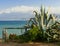 Green agave near sea coast