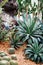 Green Agave plant and cactus in botanic garden