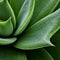 Green Agave Plant: A Texture-rich Close-up In John Wilhelm\\\'s Precisionist Style