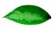 Green Aglaonema leaf on white background