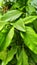 Green Aglaonema Leaves
