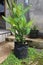green aglonema blanceng plant