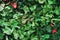 Green Aglonema leaf and  anthurium plant in a garden