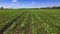 Green agricultural field in great hungarian plain