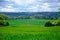 Green agricultural field, selective focus, England countryside. A close up of an ear of green wheat in springtime