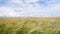 Green agricultural wheat field and sky. View on green wheat field. 4k resolution video