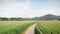 Green agriculture corn fields at summer. Empty narrow countryside road through green meadows at sunny day. Harvesting season. Agro