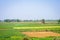 Green agriculture field landscape against blue sky in the background. Rural Indian Landscape Scenery. West Bengal India South Asia