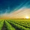 Green agriculture field in sunset