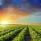 Green agriculture field with tomatoes and sunset in dramatic sky