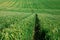 Green agriculture field with the tractor way path