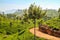 Green agriculture in the mountains at Haputale in Sri Lanka