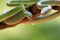 Green albolaris snake front view, animal closeup