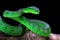 Green albolaris snake front view, animal closeup