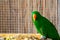 Green Alexandretta parrot eating grain