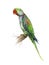 Green Alexandrine parrot watercolor on white.