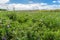 Green alfalfa field under blue sky