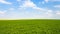 green alfalfa field under sky with white clouds