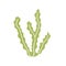 Green alga vector icon isolated