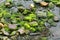 Green algae cover of stones