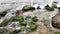 Green algae covered boulders at sea coast beach. Sea moss stuck on stones. Rocks covered with green seaweed in sea water