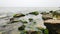 Green algae covered boulders at sea coast beach. Sea moss stuck on stones. Rocks covered with green seaweed in sea water