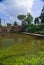 Green algae covered pond