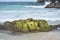 Green Algae Covered Rock on a Beach in Aruba