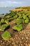 Green Algae Covered Rocks