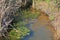 GREEN ALGAE IN A DITCH WITH WATER