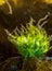 Green algae Enteromorpha sp. (Ulva) on a stone at low tide, Black Sea
