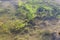 Green algae floating on the river bottom. Aquatic plants