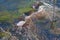 GREEN ALGAE GROWING ON ROCKS UNDER WATER