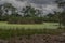 Green Algae Lake. Green swamp land