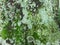 Green. Algae. Lichens. Moss. Tree Bark. Texture. Close-Up. Background