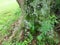 Green. Algae. Lichens. Moss. Tree Bark. Texture. Close-Up. Background