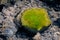 Green algae in littoral puddles in a flat rocky shore in eastern Crimea, Black Sea