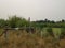 Green algae plants covering stagnant water in a lake and wood barricade