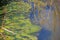 GREEN ALGAE AND REFLECTIONS OF VEGETATION IN A DITCH WITH WATER IN