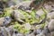 Green algae on the sea rocks after a powerful storm