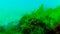 Green algae on the seabed (Ulva, Enteromorpha, Cladophora