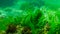 Green algae on the seabed (Ulva, Enteromorpha, Cladophora). Underwater landscape