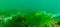 Green algae on the seabed (Ulva, Enteromorpha, Cladophora). Underwater landscape