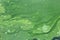 Green algae streak on water surface texture. Blooming of water in summer. Pond polluted with green scum