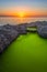 Green algae and sunset, Beautiful pond and green algae. Green algae with sunlight shine.