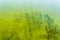 Green algae on the surface of the water. flowering water as background