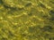 Green algae underwater with school of lake trout, topview