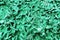green algae underwater sea ocean coral reef rock animal alga life living organism water life closeup
