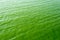 Green algae in water. flowering water as background or texture