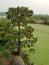 Green algae on water in pond with brown and green grasses and tree and drain